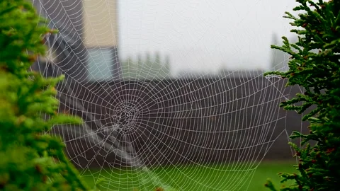 Spider web covered with dew drops among green foliage Stock Footage 345680317