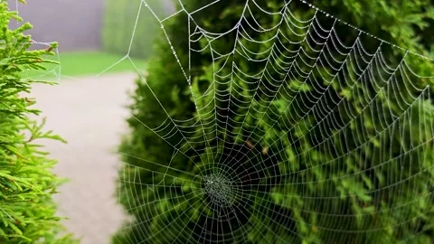 Spider web covered with dew drops among green foliage Stock Footage 345680329