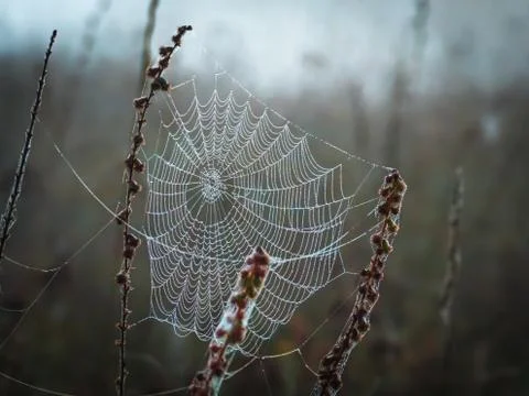 A spider web covered with dew drops entangled dry stalks of field weeds Stock Photos