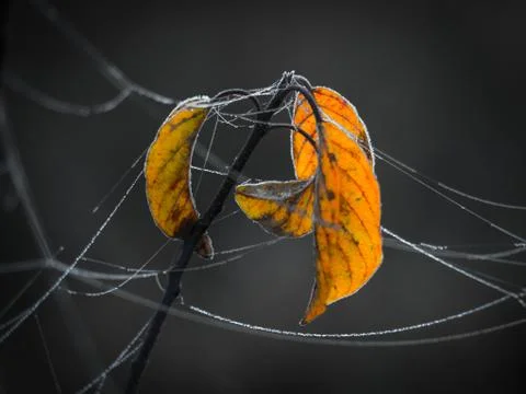 A spider web covered with dew drops entangled dry stalks of field weeds Stock Photos