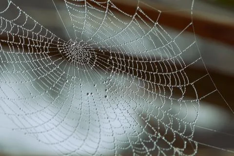 Spider web covered with dew drops between tree branches Stock Photos