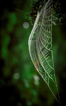 Spider web covered with dew drops between tree branches Stock Photos
