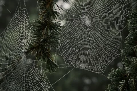 Spider web covered with dew drops between tree branches Stock Photos