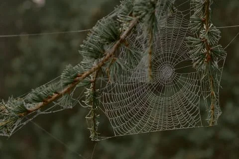 Spider web covered with dew drops between tree branches Stock Photos