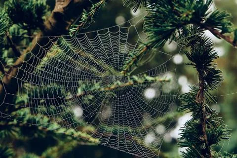 Spider web covered with dew drops between tree branches Stock Photos
