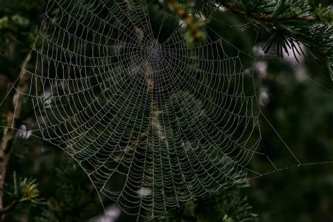 Spider web covered with dew drops between tree branches Stock Photos