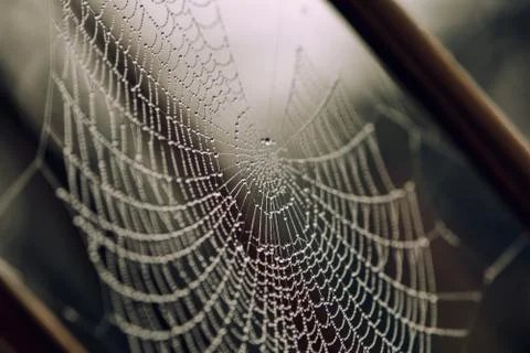 Spider web covered with dew drops between tree branches Stock Photos