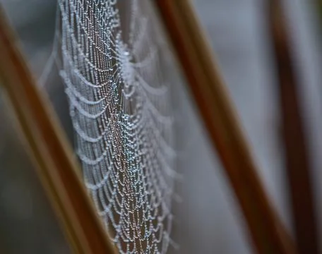 Spider web covered with dew drops between tree branches Stock Photos