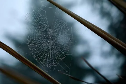Spider web covered with dew drops between tree branches Stock Photos