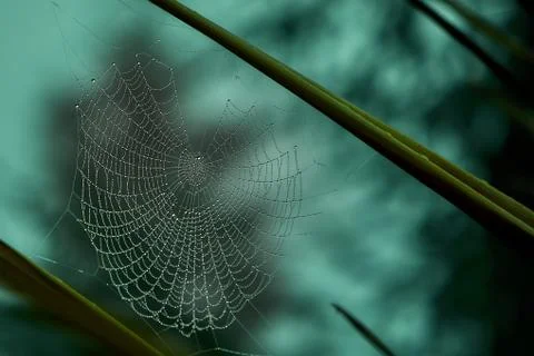 Spider web covered with dew drops between tree branches Stock Photos