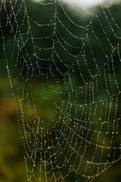 Spider web covered with dew drops in morning light. Фото