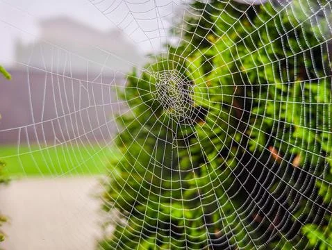 Spider web covered with dew drops among green foliage, close-up photo Stock Photos