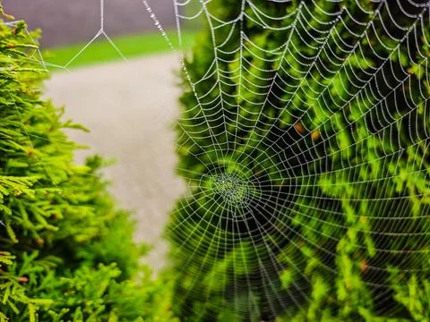 Spider web covered with dew drops among green foliage, close-up photo Stock Photos
