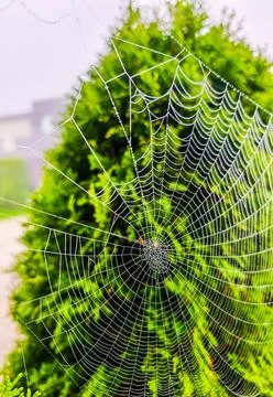 Spider web covered with dew drops among green foliage, close-up photo Stock Photos