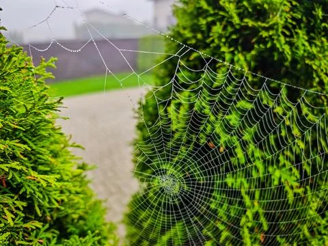 Spider web covered with dew drops among green foliage, close-up photo Stock Photos