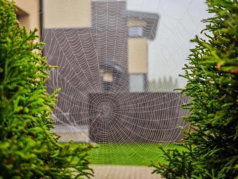 Spider web covered with dew drops among green foliage, close-up photo Stock Photos