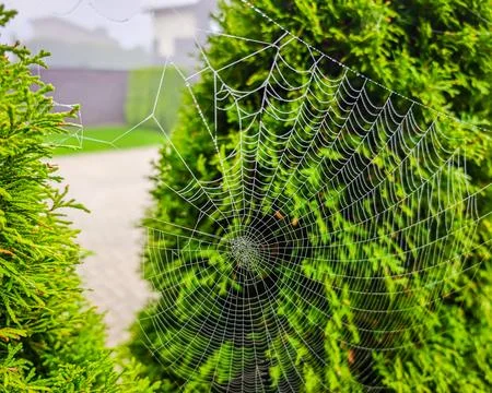 Spider web covered with dew drops among green foliage, close-up photo Stock Photos