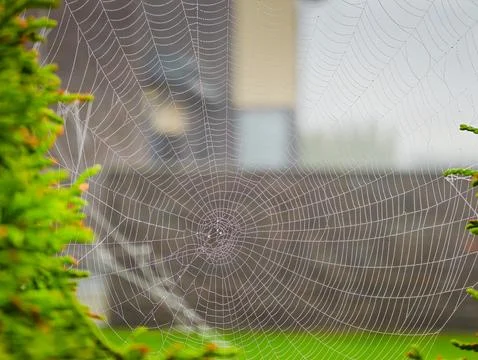 Spider web covered with dew drops among green foliage, close-up photo Stock Photos