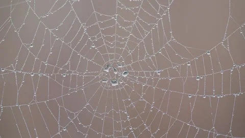 A spider web covered in dewdrops Stock Footage 328707045