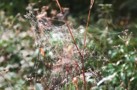 Spider web covered by droplets of dew Фото