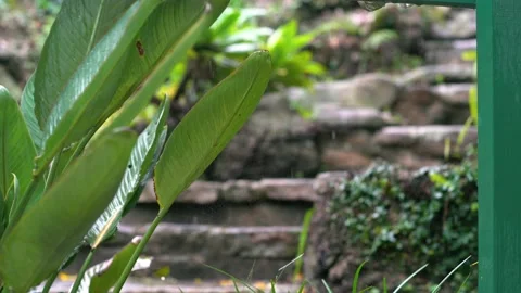 Spider web covered with drops of water near stone stairs. Stock Footage 131078092
