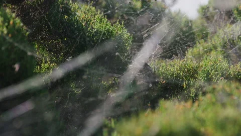 Spider web covered landscape Stock Footage 132372639