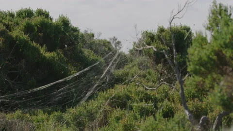 Spider web covered landscape Stock Footage 132375150
