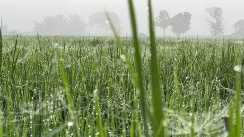Spider Web Covered in Morning Dew Among Rice Crops 스톡 동영상 308347180