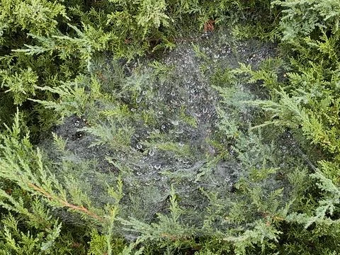 Spider web covered with raindrops on thuja branches. Stock Photos