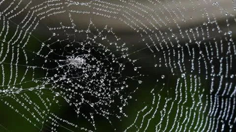 Spider Web Covered with Sparkling Dew Drops Stock Footage 21512210