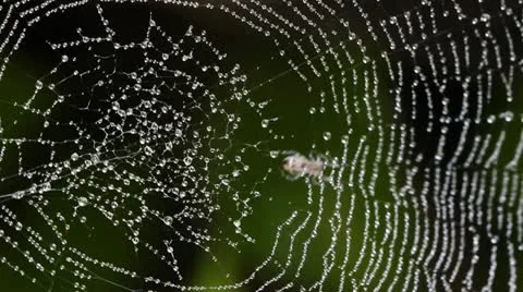 Spider Web Covered with Sparkling Dew Drops Stock Footage 21515661