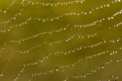 Spider web covered with sparkling dew drops Stock Photos