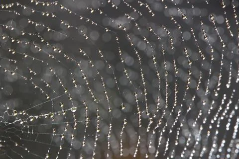 Spider web covered with sparkling dew drops Stock Photos