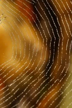 Spider web covered with sparkling dew drops Stock Photos