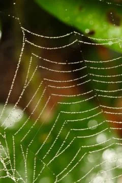 Spider web covered with sparkling dew drops Stock Photos