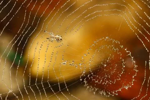 Spider web covered with sparkling dew drops Stock Photos