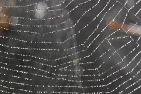 Spider web covered with sparkling dew drops Stock Photos