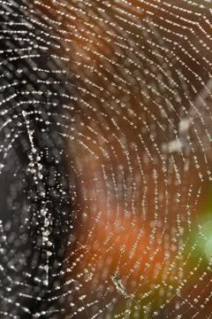 Spider web covered with sparkling dew drops Stock Photos