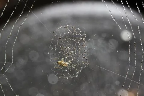 Spider web covered with sparkling dew drops Stock Photos