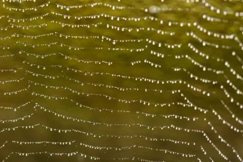 Spider web covered with sparkling dew drops Stock Photos