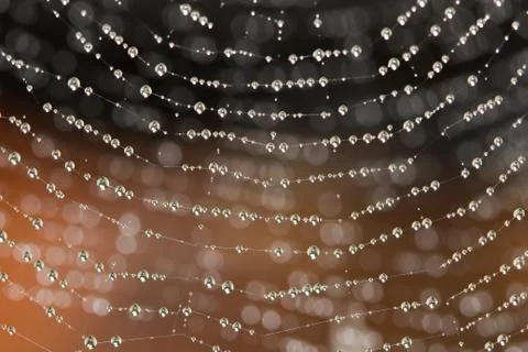 Spider web covered with sparkling dew drops Stock Photos