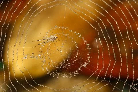 Spider web covered with sparkling dew drops Stock Photos