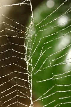 Spider web covered with sparkling dew drops Stock Photos