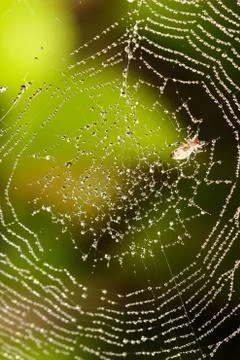 Spider web covered with sparkling dew drops Stock Photos