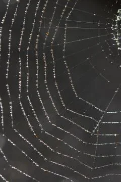 Spider web covered with sparkling dew drops Stock Photos