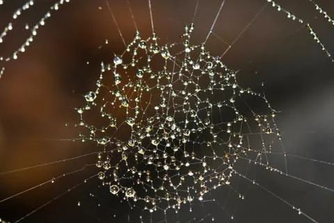 Spider web covered with sparkling dew drops Stock Photos