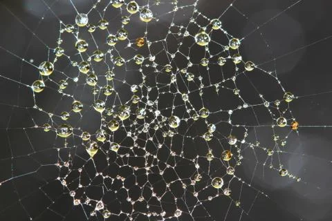 Spider web covered with sparkling dew drops Stock Photos