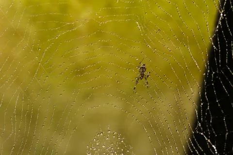 Spider web covered with sparkling dew drops Stock Photos