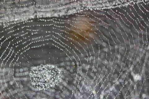 Spider web covered with sparkling dew drops Stock Photos