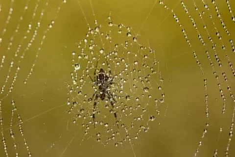 Spider web covered with sparkling dew drops Stock Photos